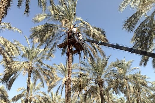 تصویر 2 از قیمت خریددستگاه گرده افشانی خرما عمده به صرفه و ارزان